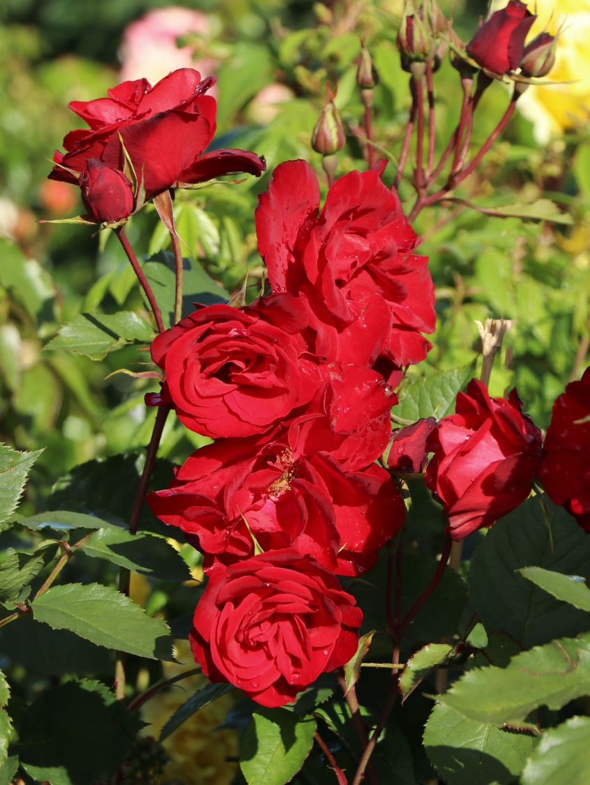 Strauchrose 'Castella' ® - Rosa 'Castella' ®