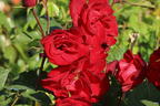 Strauchrose 'Castella' ® - Rosa 'Castella' ®
