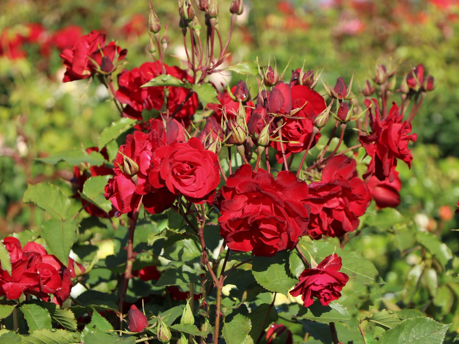 Strauchrose 'Castella' ® - Rosa 'Castella' ®
