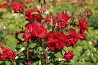 Strauchrose 'Castella' ® - Rosa 'Castella' ®