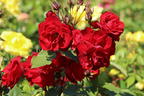 Strauchrose 'Castella' ® - Rosa 'Castella' ®