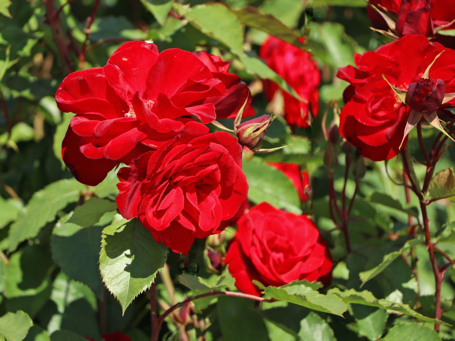 Strauchrose 'Castella' ® - Rosa 'Castella' ®