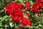 Strauchrose 'Castella' ® - Rosa 'Castella' ®