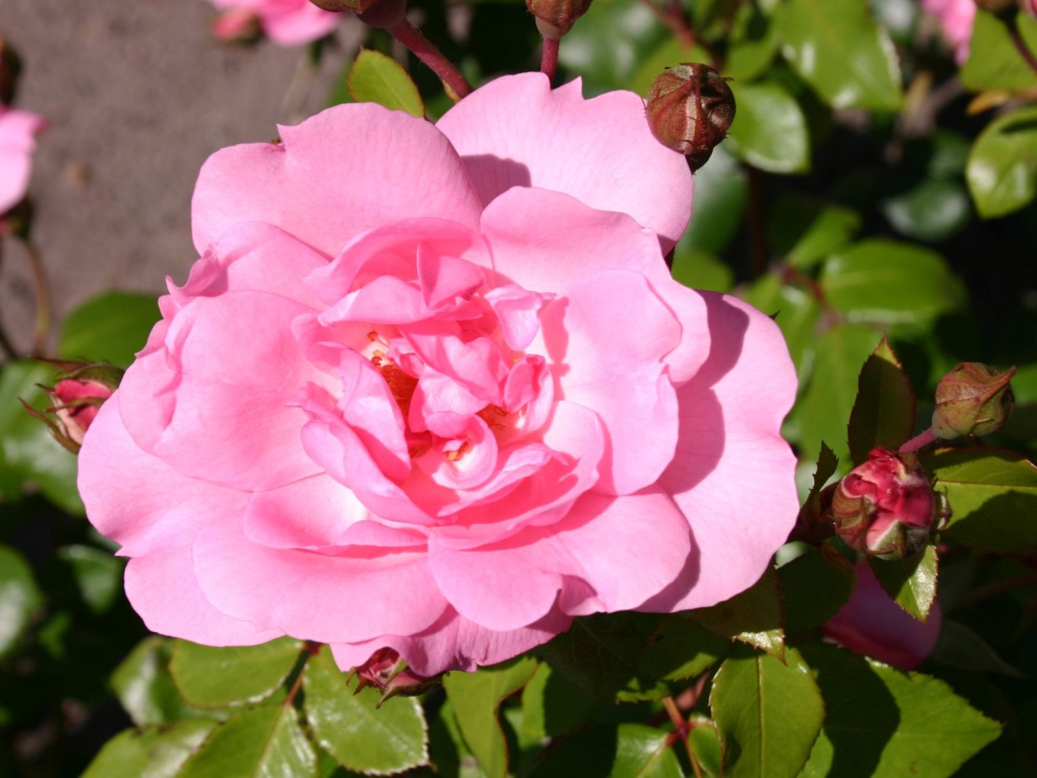 Strauchrose 'Centenaire de Lourdes'