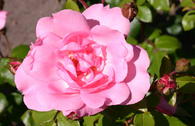 Strauchrose 'Centenaire de Lourdes'