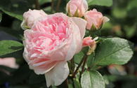 Strauchrose 'Cinderella' ®