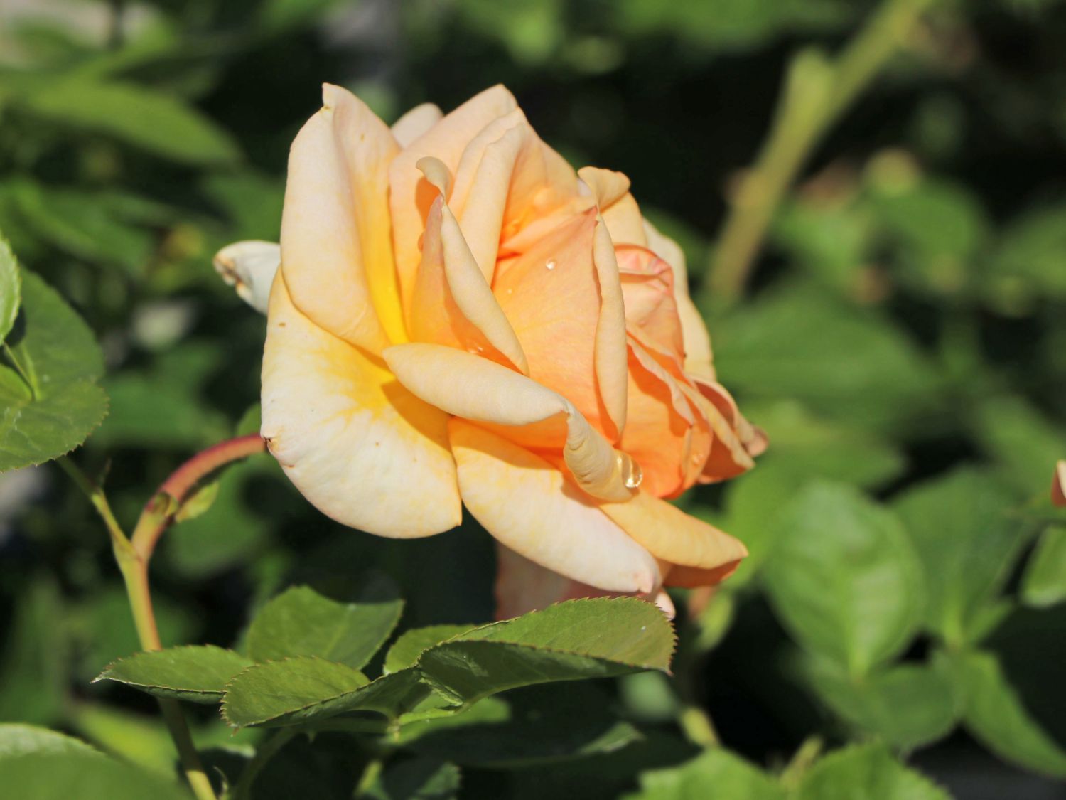 Strauchrose 'Circle of Life' ® - Rosa 'Circle of Life' ®