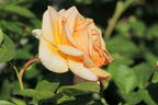 Strauchrose 'Circle of Life' ® - Rosa 'Circle of Life' ®