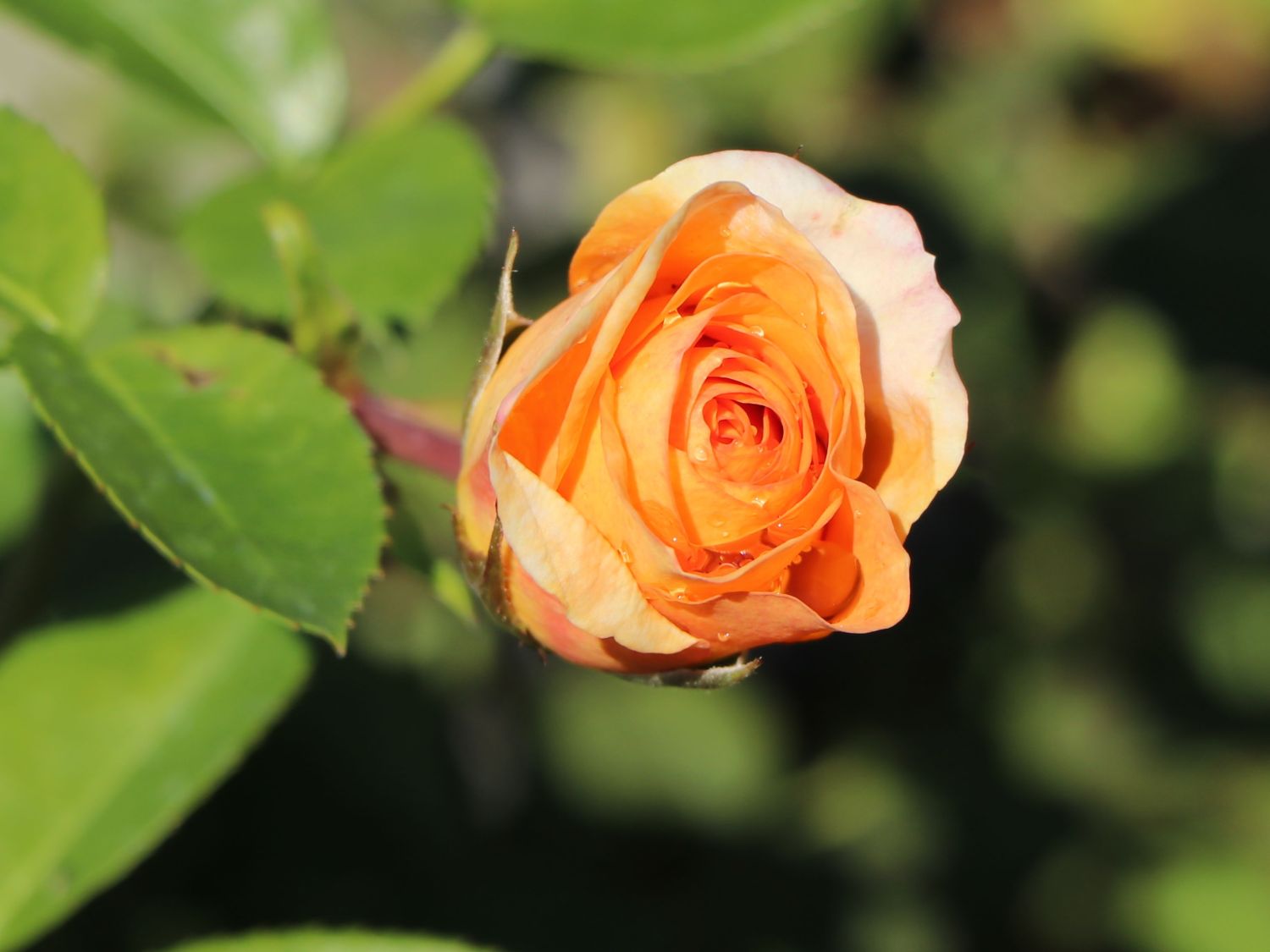 Strauchrose 'Circle of Life' ® - Rosa 'Circle of Life' ®