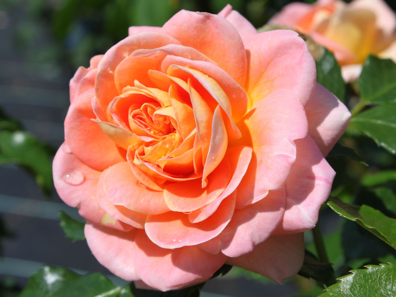 Strauchrose 'Concerto 94' ®