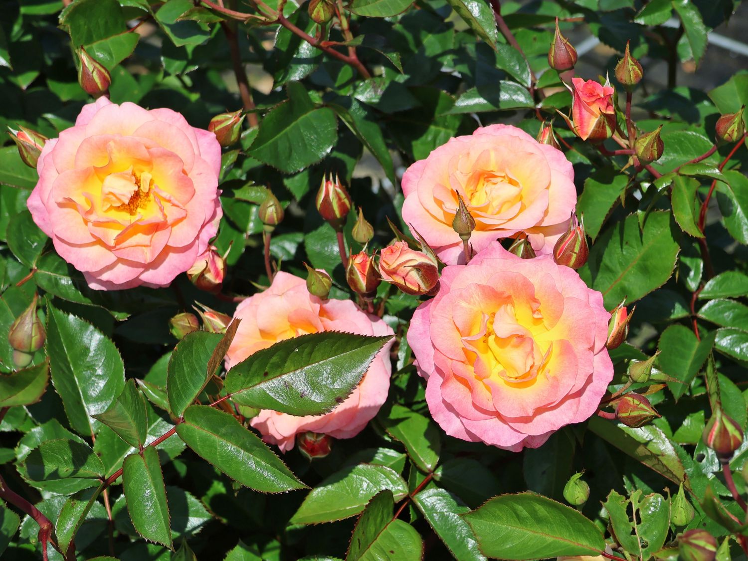 Strauchrose 'Dekora' ® - Finde Deine neue Rose + Online Ratgeber