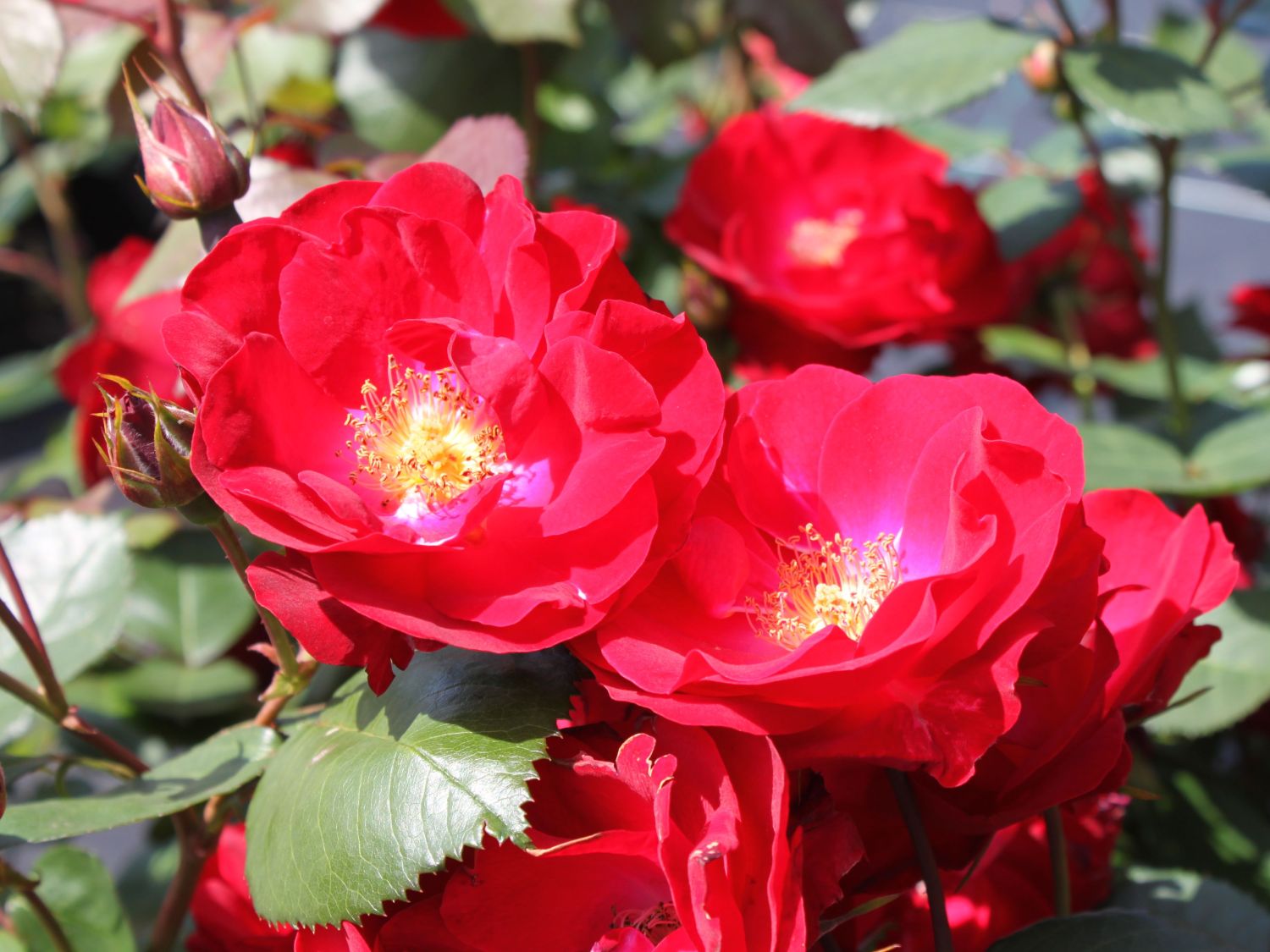 Strauchrose 'Dirigent' ®