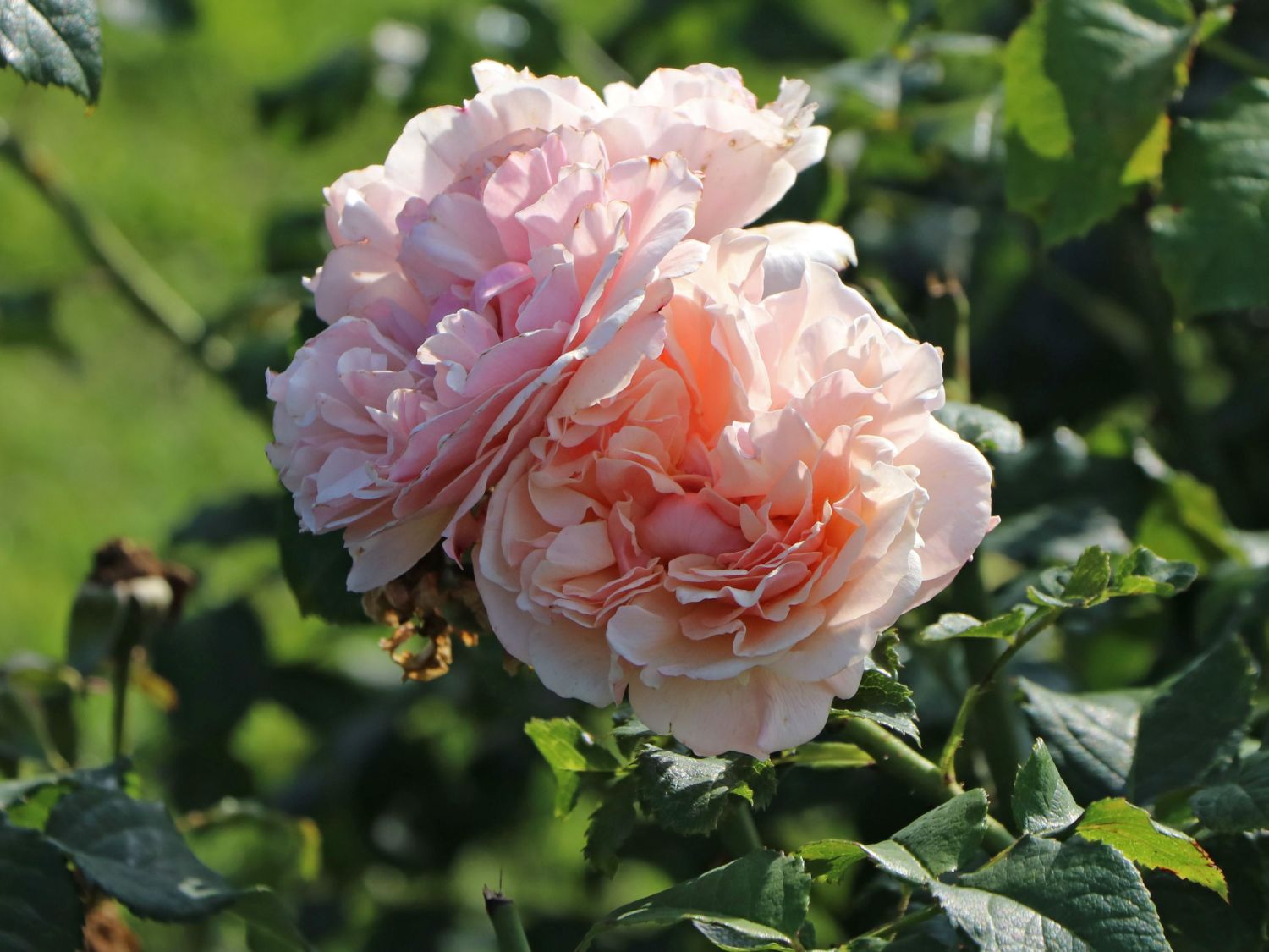Strauchrose 'Eifelzauber' ®