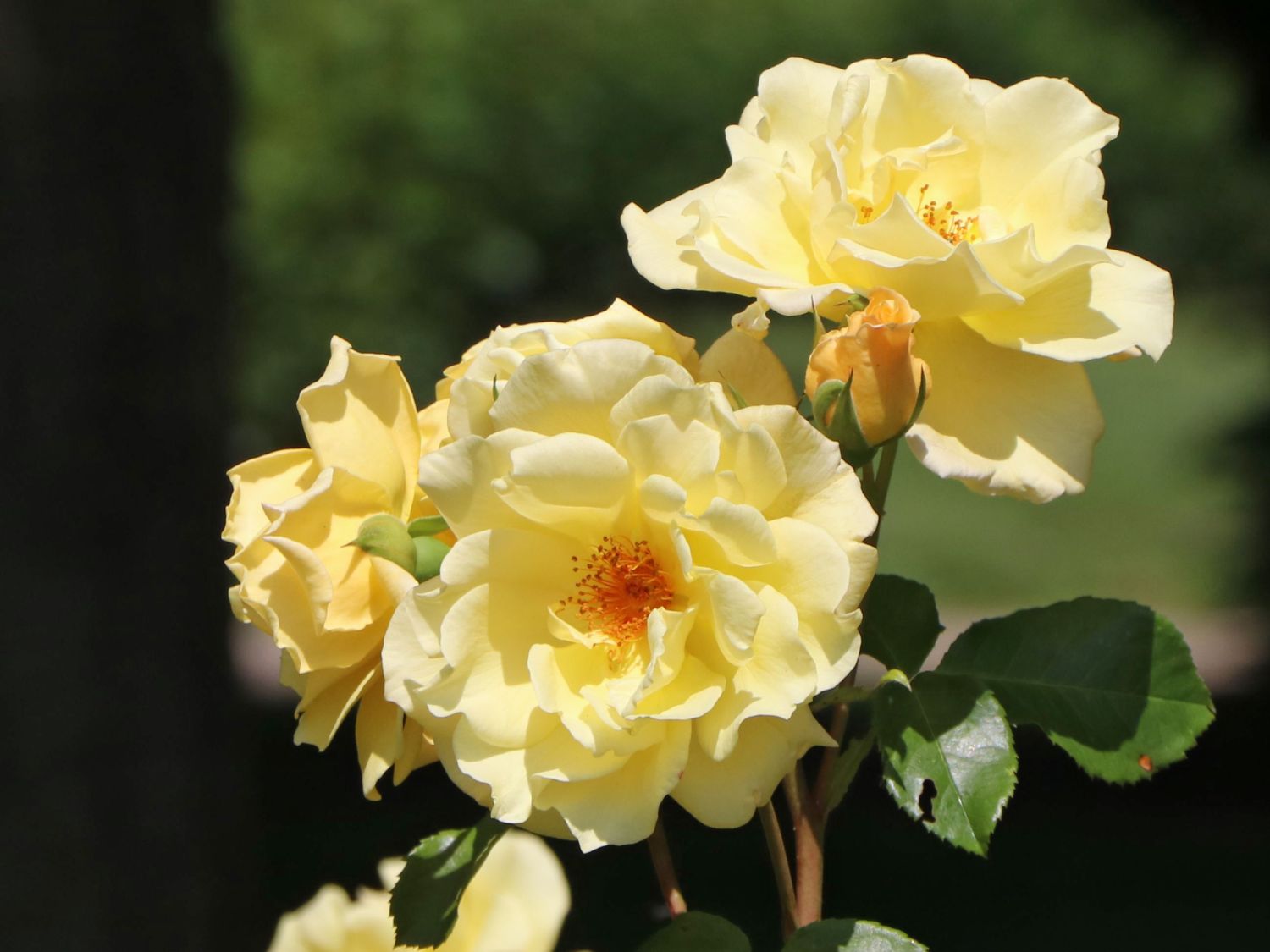 Strauchrose 'Emil Nolde' ® - Rose