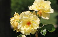 Strauchrose 'Emil Nolde' ® - Rose
