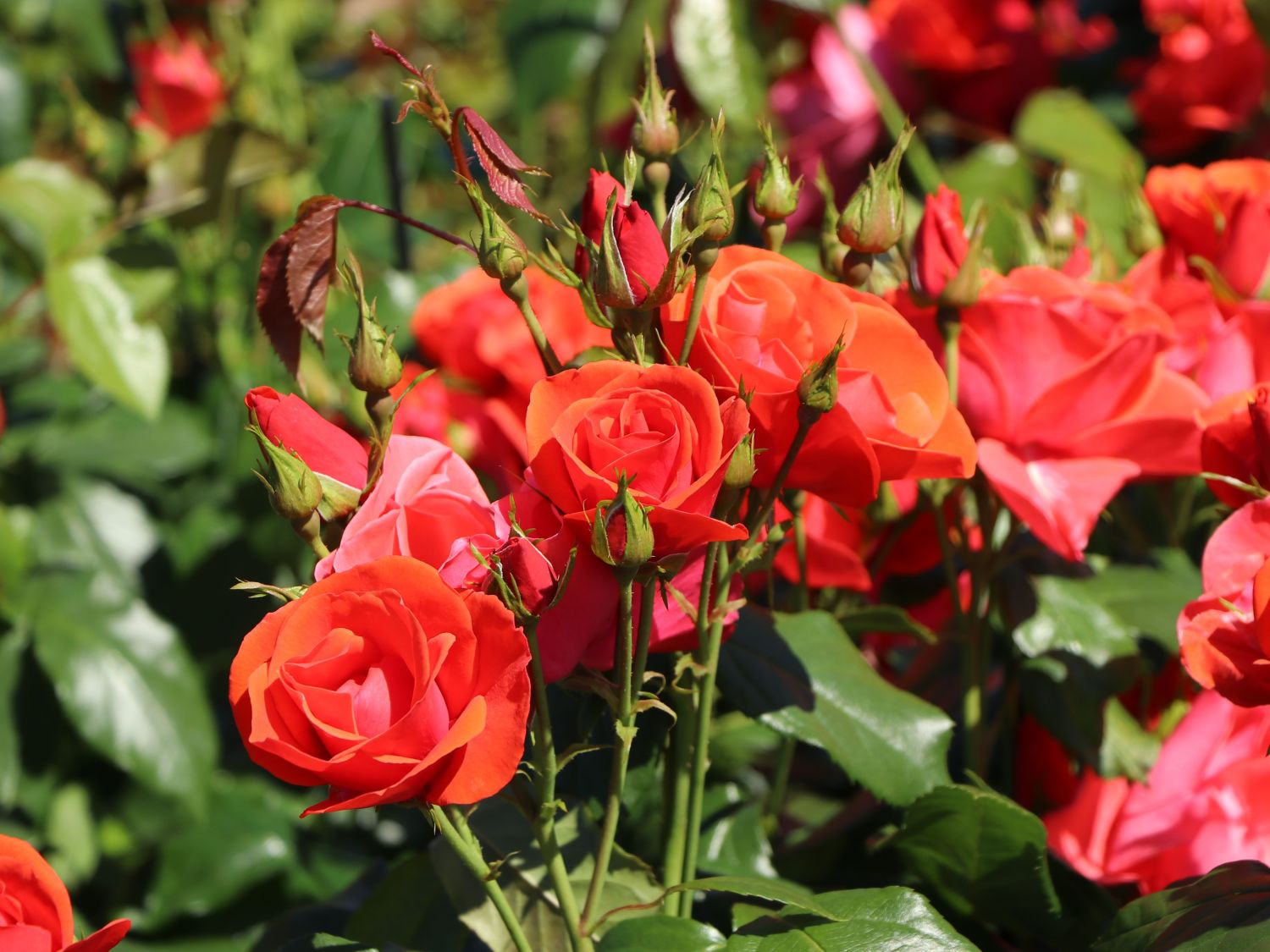 Strauchrose 'Feuerwerk' ®