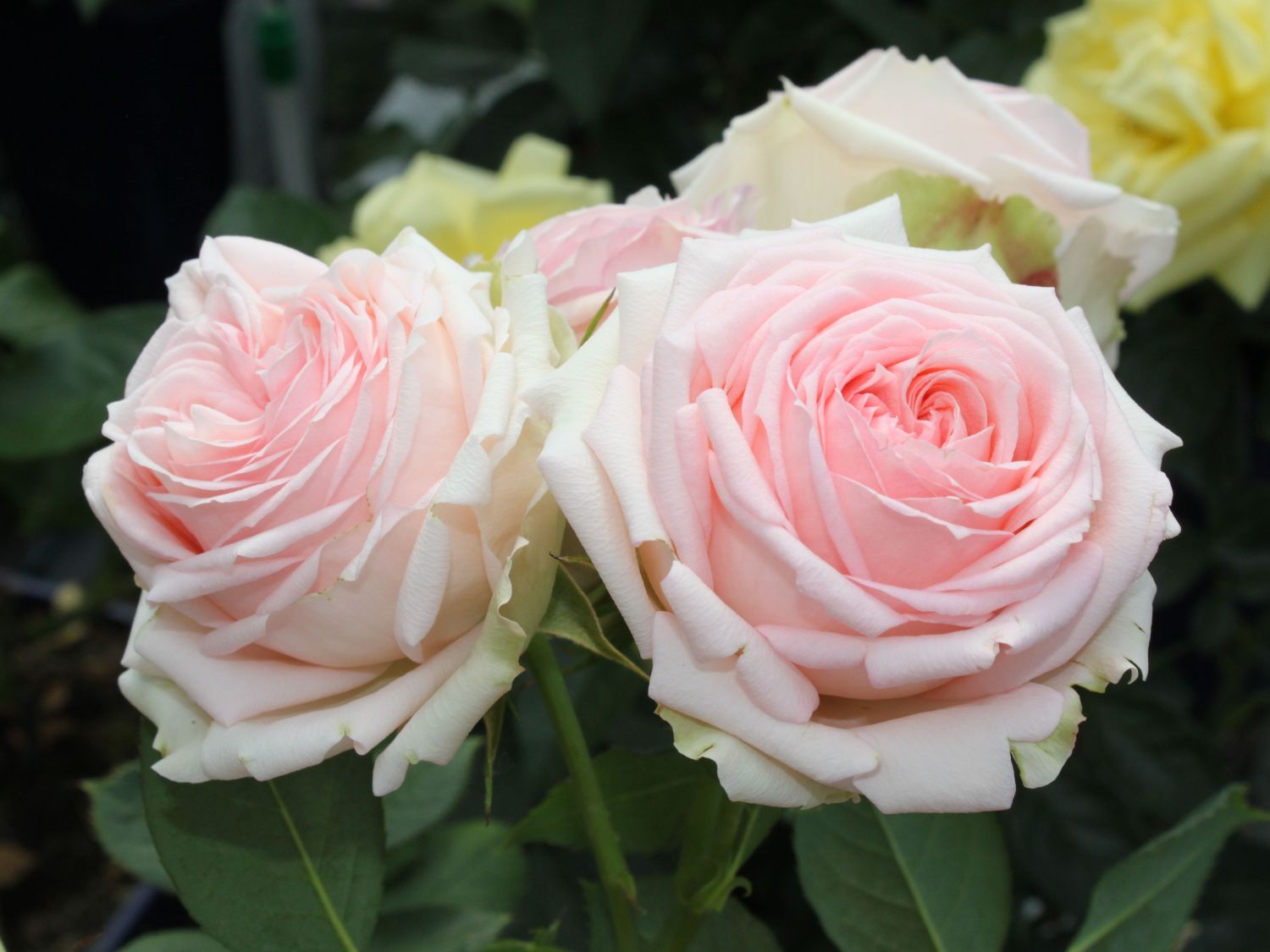 Strauchrose 'First Lady' ®