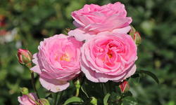 Strauchrose 'Flashlight' ®