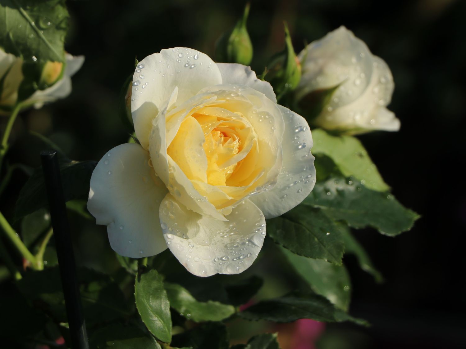 Strauchrose 'Friedenslicht' ®