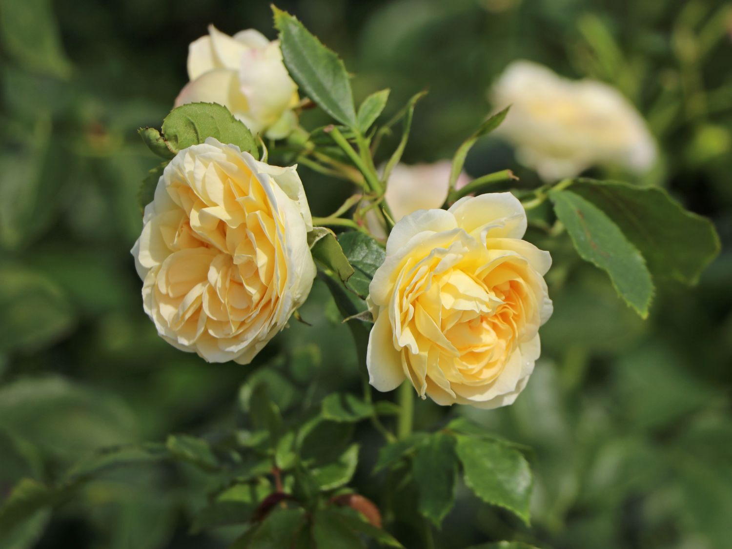 Strauchrose 'Friedenslicht' ® - Rosa 'Friedenslicht' ®