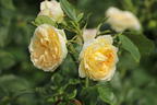 Strauchrose 'Friedenslicht' ® - Rosa 'Friedenslicht' ®