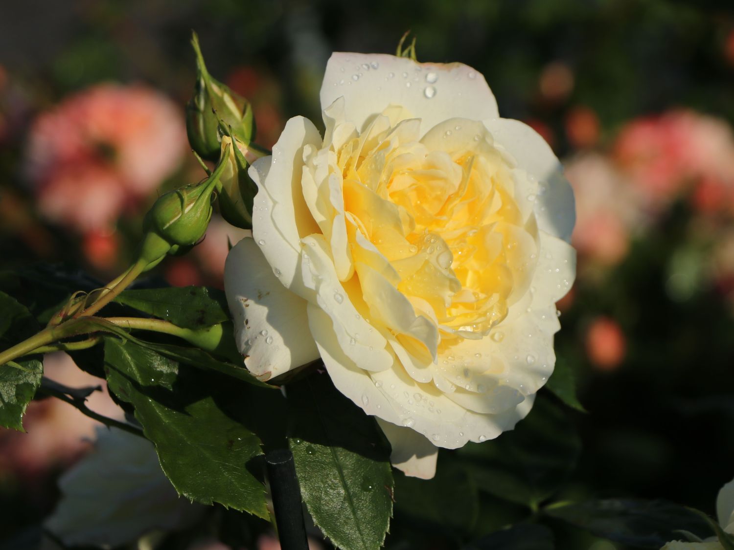 Strauchrose 'Friedenslicht' ® - Rosa 'Friedenslicht' ®