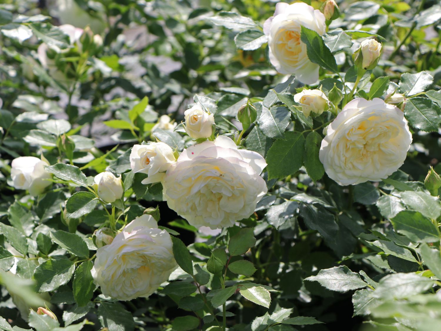 Strauchrose 'Friedenslicht' ® - Rosa 'Friedenslicht' ®