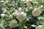 Strauchrose 'Friedenslicht' ® - Rosa 'Friedenslicht' ®