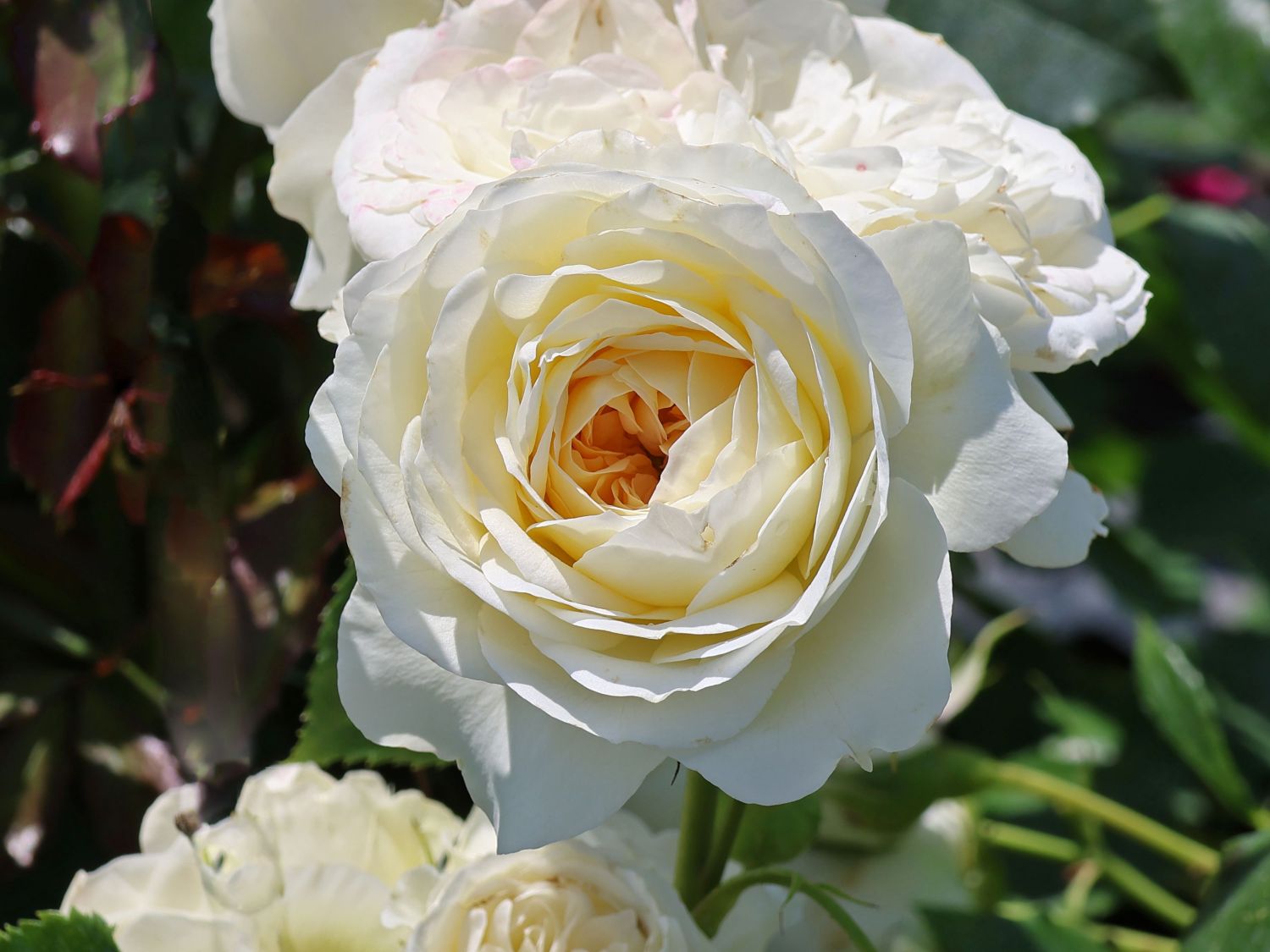 Strauchrose 'Friedenslicht' ® - Rosa 'Friedenslicht' ®