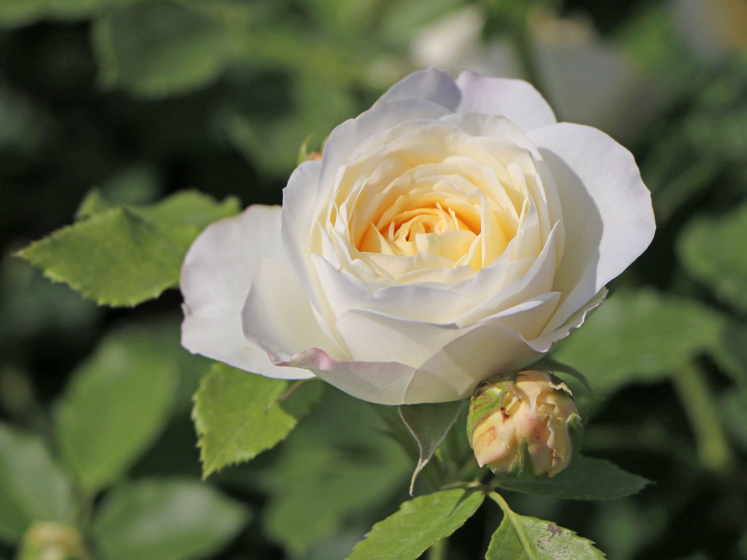Strauchrose 'Friedenslicht' ® - Rosa 'Friedenslicht' ®