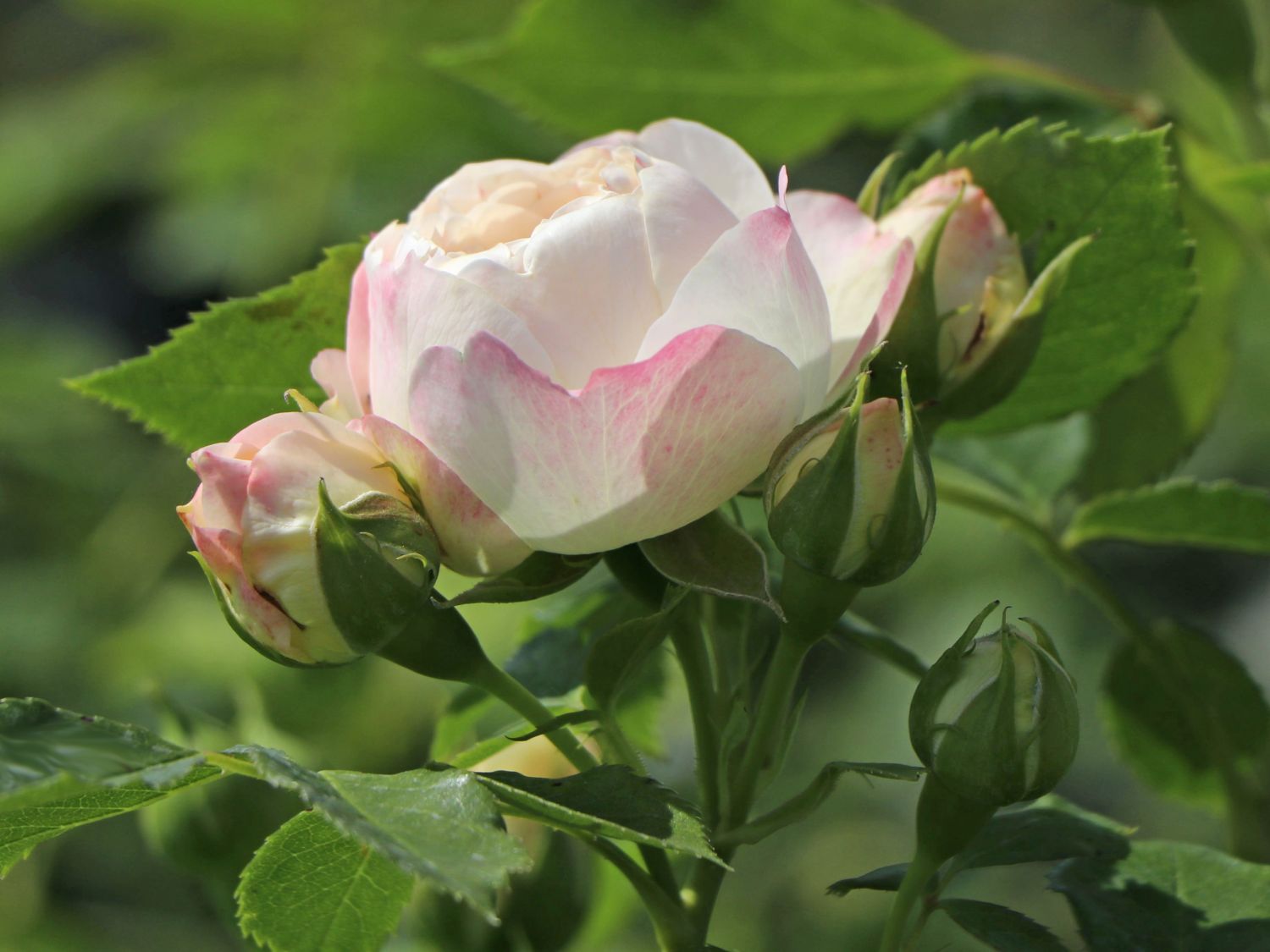 Strauchrose 'Friedenslicht' ® - Rosa 'Friedenslicht' ®