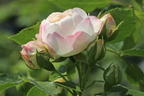 Strauchrose 'Friedenslicht' ® - Rosa 'Friedenslicht' ®