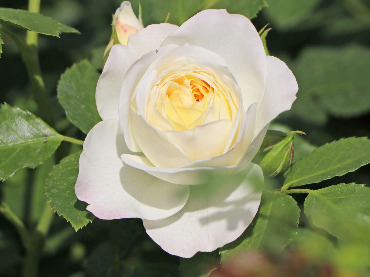 Strauchrose 'Friedenslicht' ® - Rosa 'Friedenslicht' ®