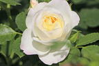 Strauchrose 'Friedenslicht' ® - Rosa 'Friedenslicht' ®