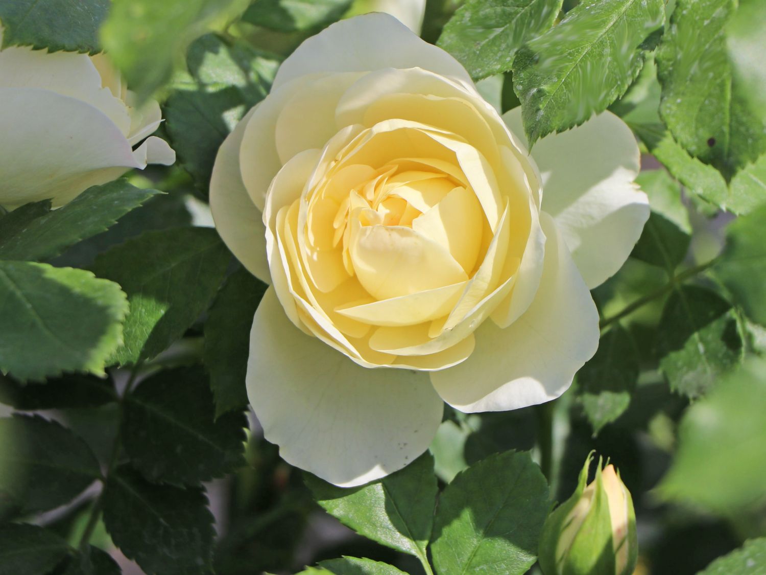 Strauchrose 'Friedenslicht' ® - Rosa 'Friedenslicht' ®