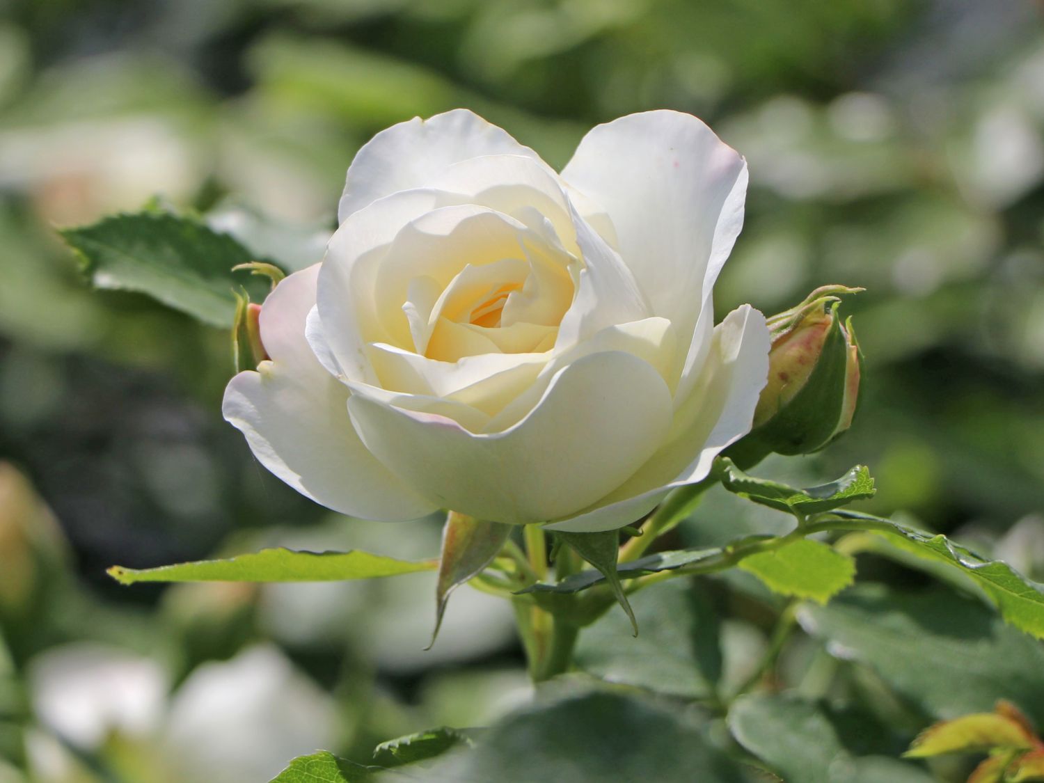 Strauchrose 'Friedenslicht' ® - Rosa 'Friedenslicht' ®