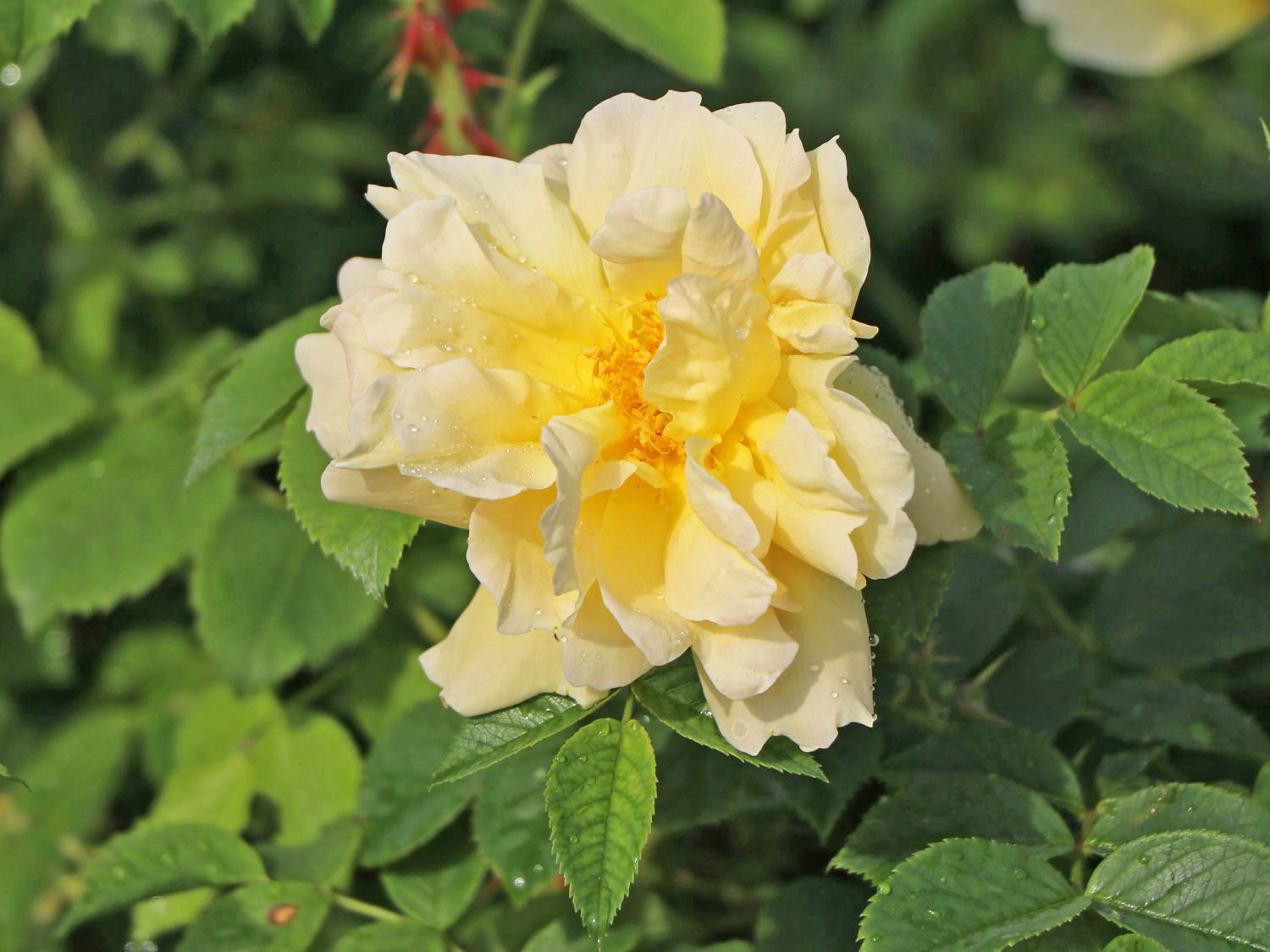 Strauchrose 'Gelbe Dagmar Hastrup' ®