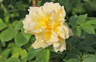 Strauchrose 'Gelbe Dagmar Hastrup' ®