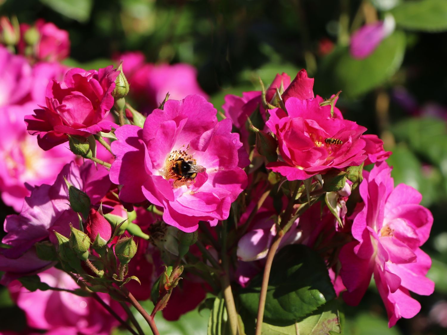 Strauchrose 'Global Water' ®