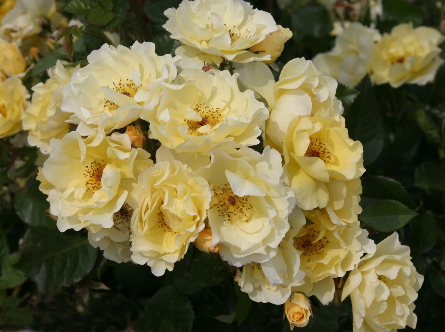 Strauchrose 'Goldspatz' ®