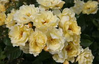 Strauchrose 'Goldspatz' ®