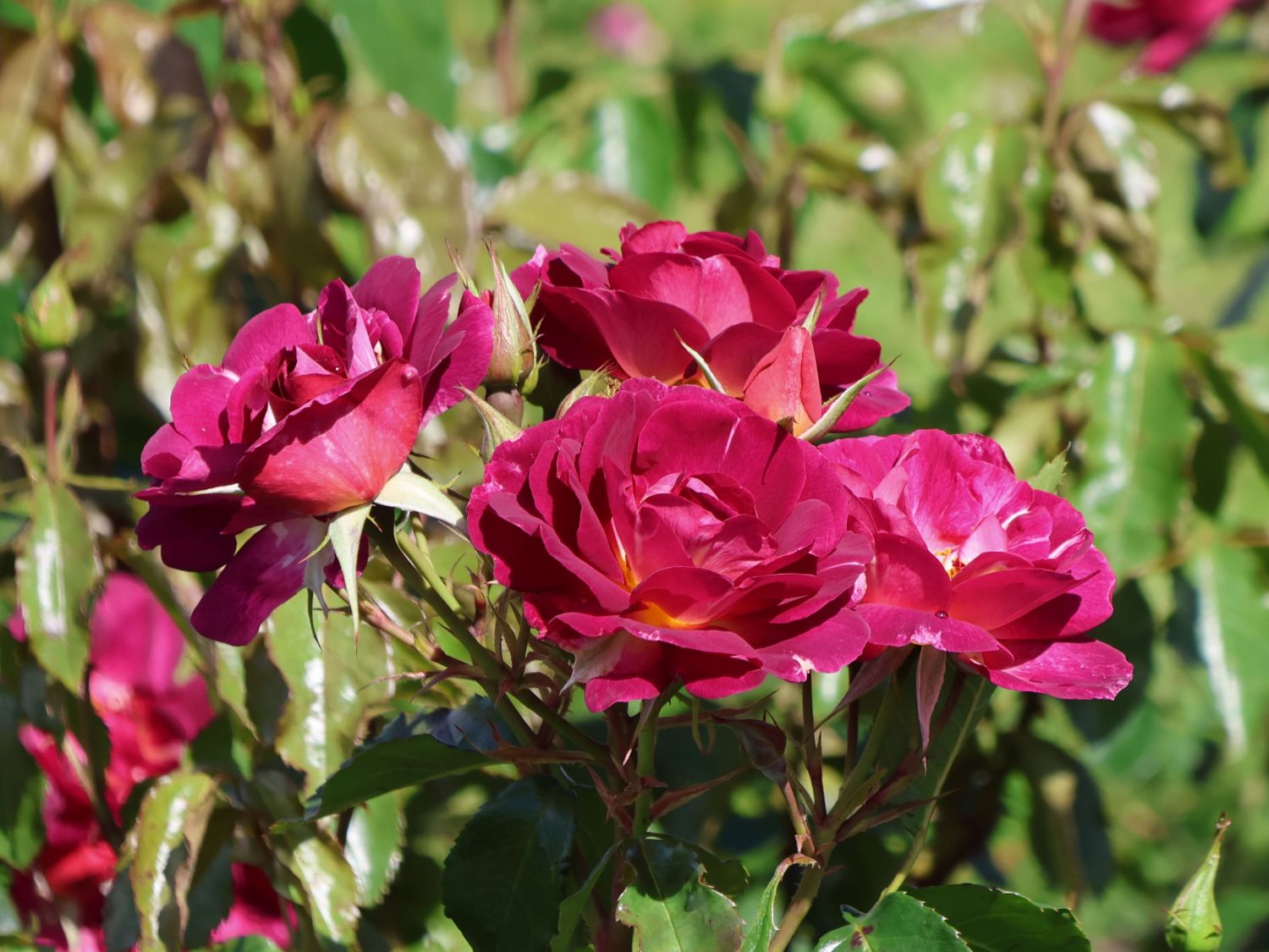 Strauchrose 'Ile de Fleurs'