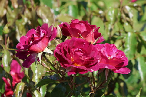 Strauchrose 'Ile de Fleurs' - Rosa 'Ile de Fleurs' ADR-Rose