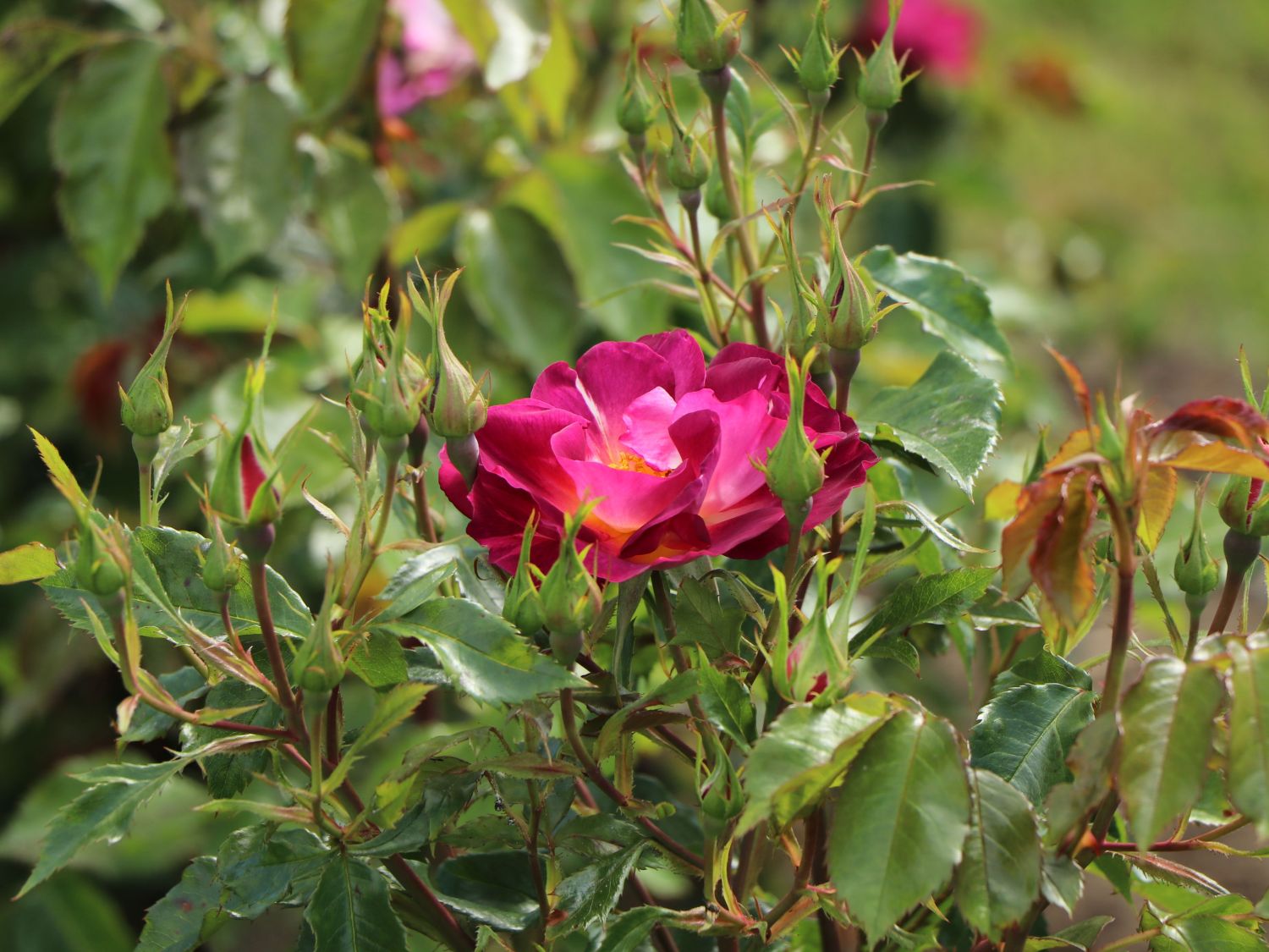 Strauchrose 'Ile de Fleurs' - Rosa 'Ile de Fleurs' ADR-Rose