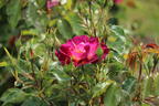 Strauchrose 'Ile de Fleurs' - Rosa 'Ile de Fleurs' ADR-Rose