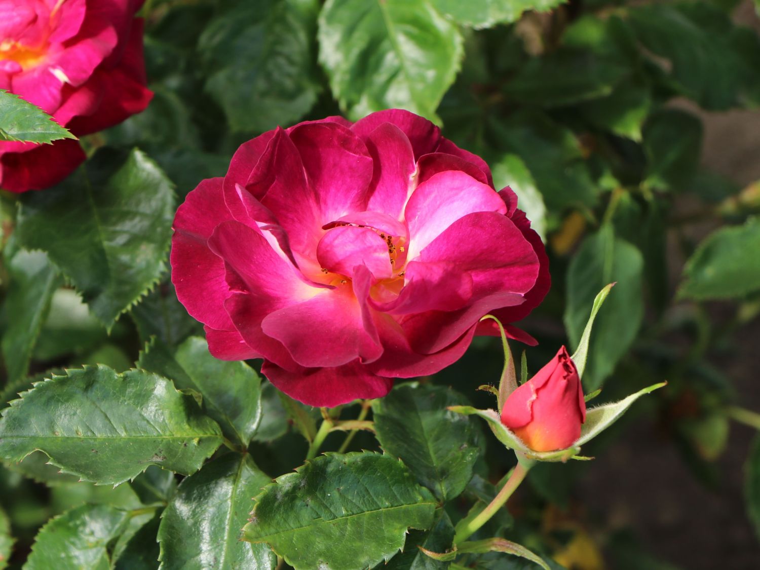 Strauchrose 'Ile de Fleurs' - Rosa 'Ile de Fleurs' ADR-Rose