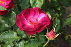 Strauchrose 'Ile de Fleurs' - Rosa 'Ile de Fleurs' ADR-Rose