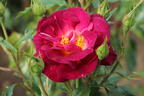 Strauchrose 'Ile de Fleurs' - Rosa 'Ile de Fleurs' ADR-Rose