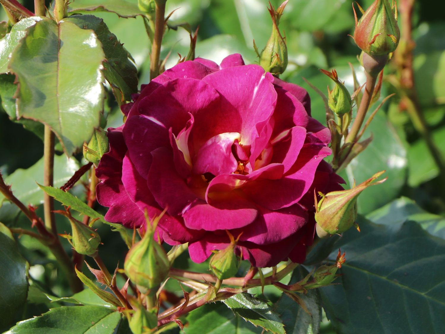 Strauchrose 'Ile de Fleurs' - Rosa 'Ile de Fleurs' ADR-Rose