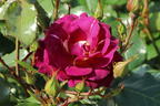 Strauchrose 'Ile de Fleurs' - Rosa 'Ile de Fleurs' ADR-Rose